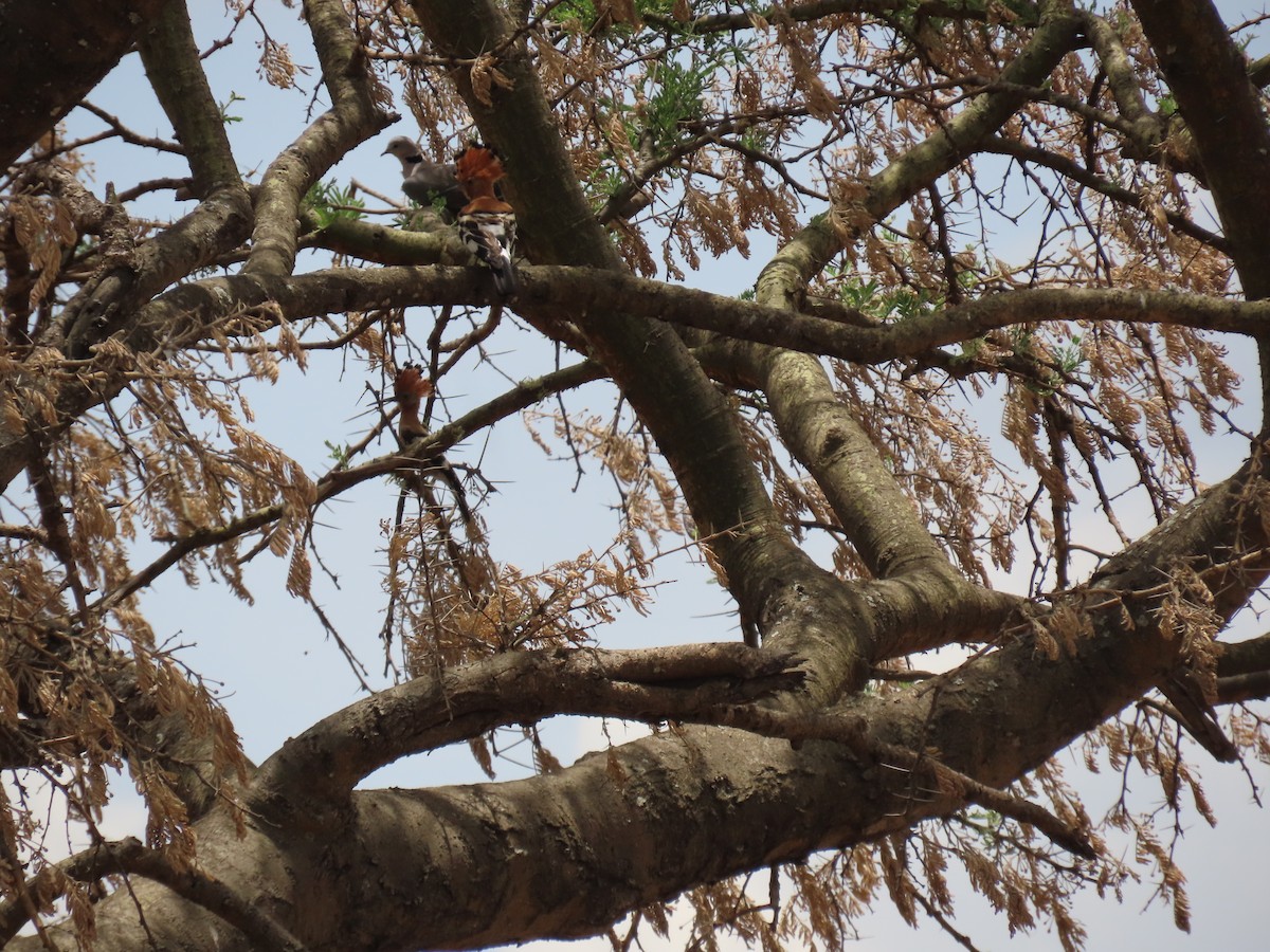 Common Hoopoe (African) - ML647159758
