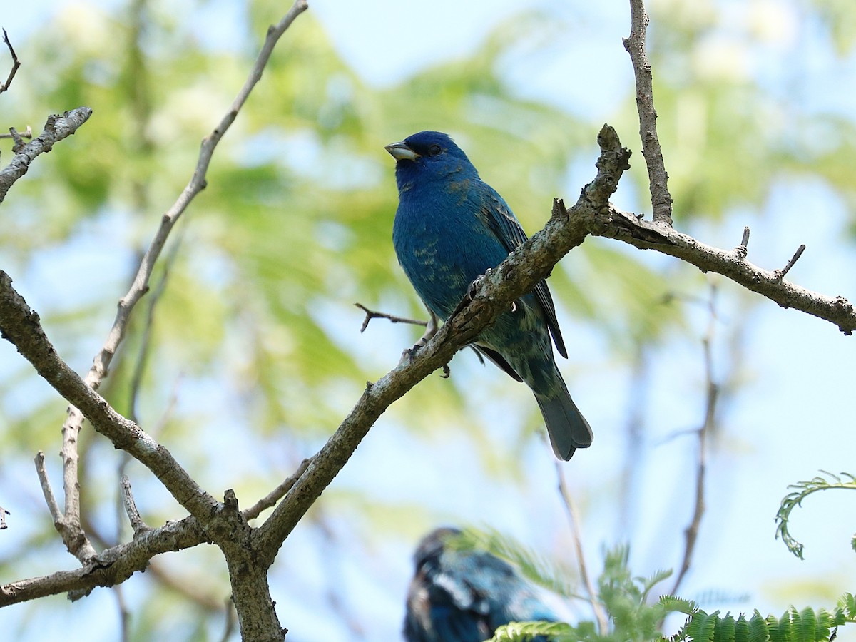 Indigo Bunting - ML647159761