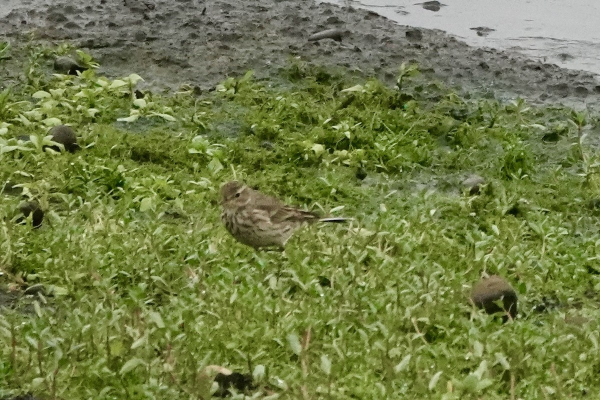 American Pipit - ML647159766