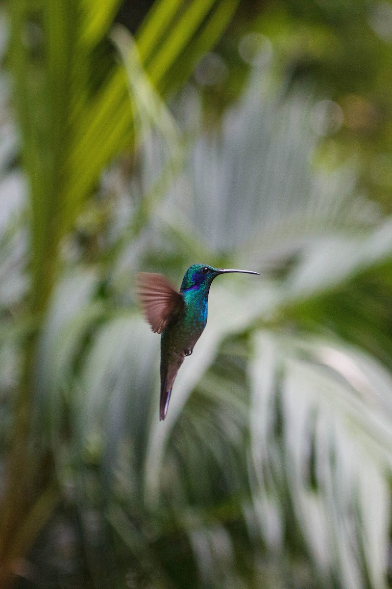 Lesser Violetear - ML647159770