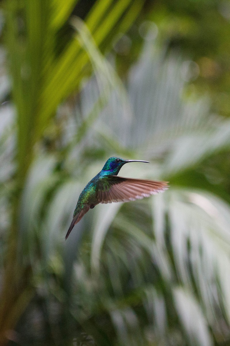 Lesser Violetear - ML647159771