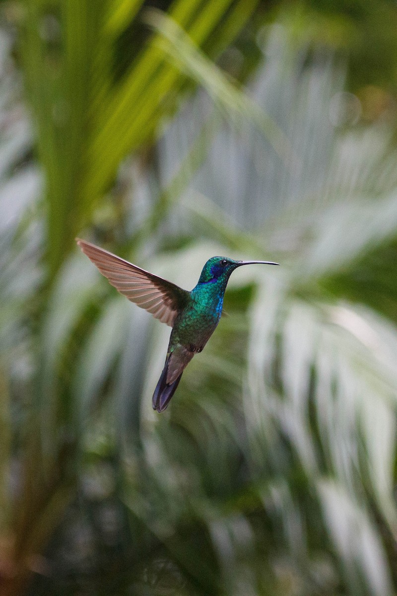 Lesser Violetear - ML647159772