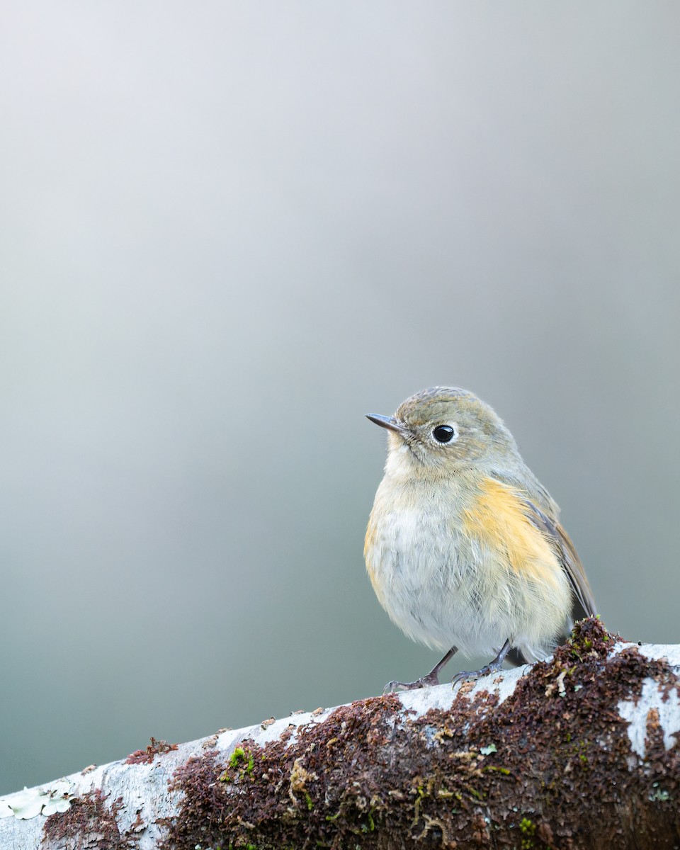 כחול זנב - ML647159773