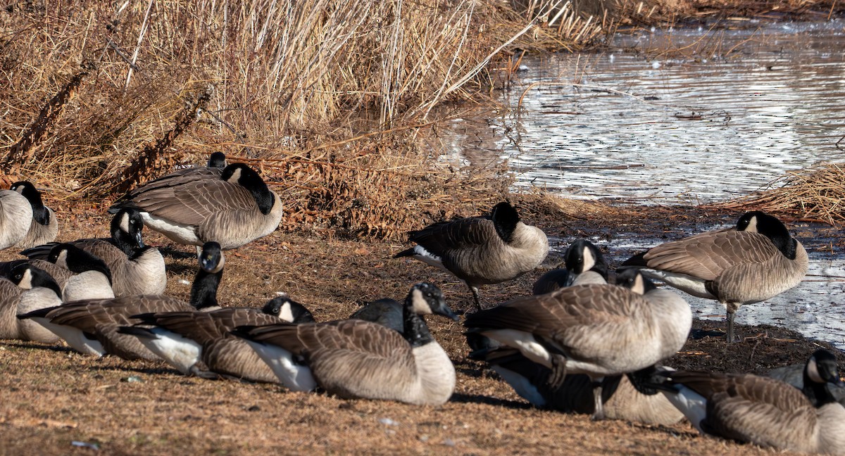 Bernache du Canada - ML647159775