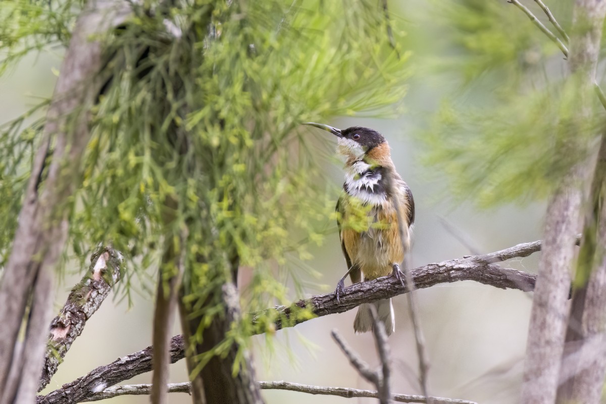 Eastern Spinebill - ML647159776