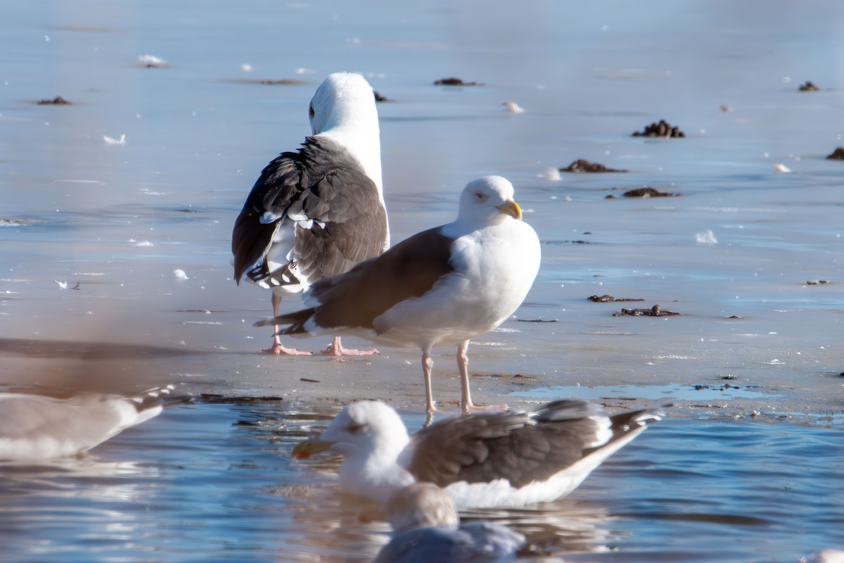 Great Black-backed Gull - ML647159782