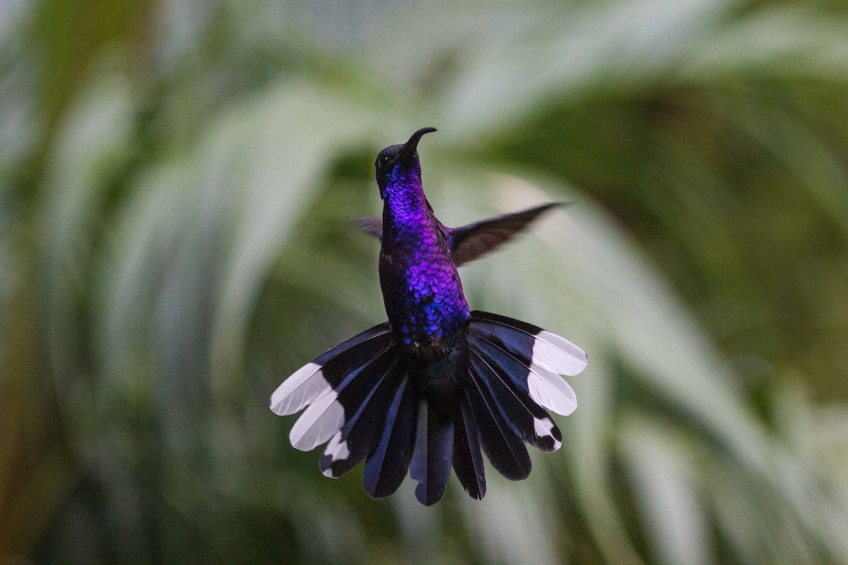 Violet Sabrewing - ML647159783