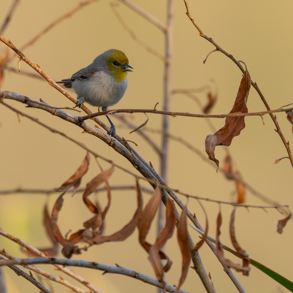 Verdin - ML647159795