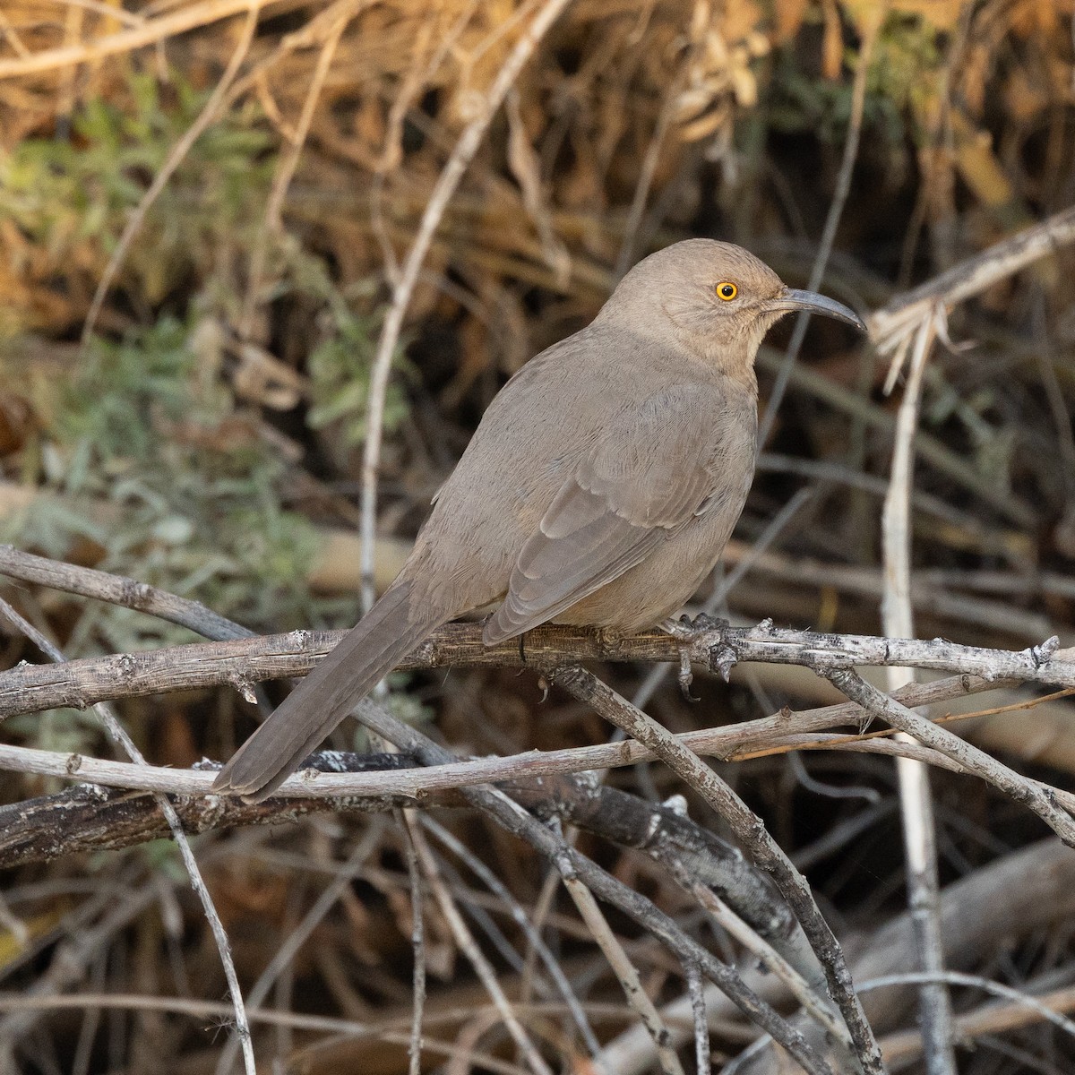 Curve-billed Thrasher - ML647159800