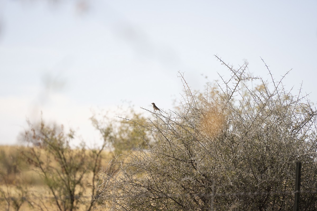 Vesper Sparrow - ML647159805