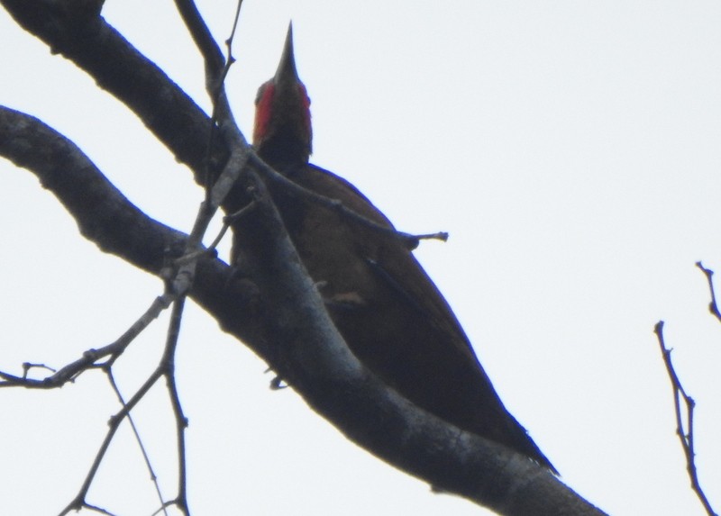 vatrespett (undatus gr.) - ML647159809