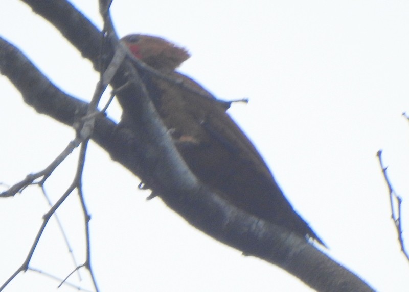 vatrespett (undatus gr.) - ML647159810