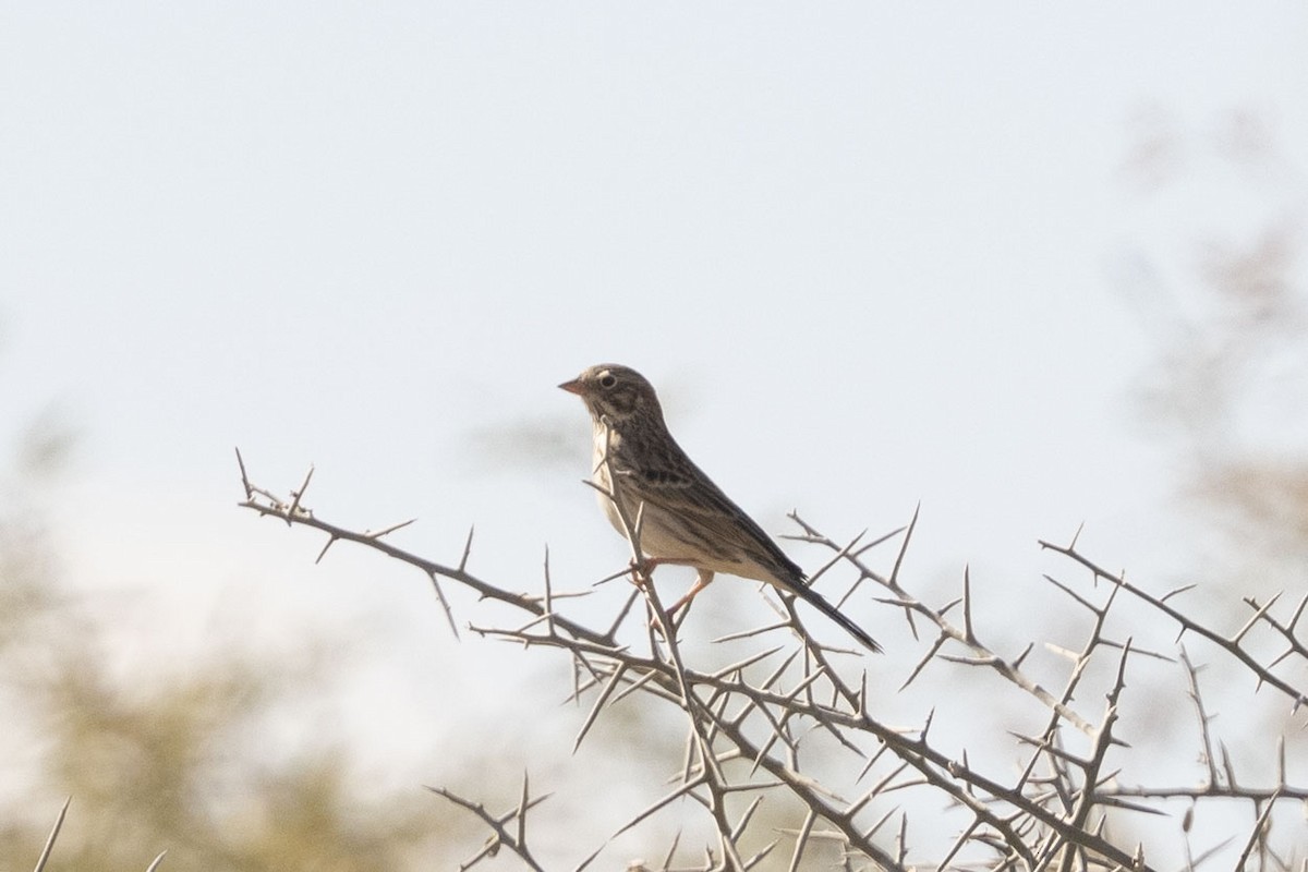 Vesper Sparrow - ML647159815
