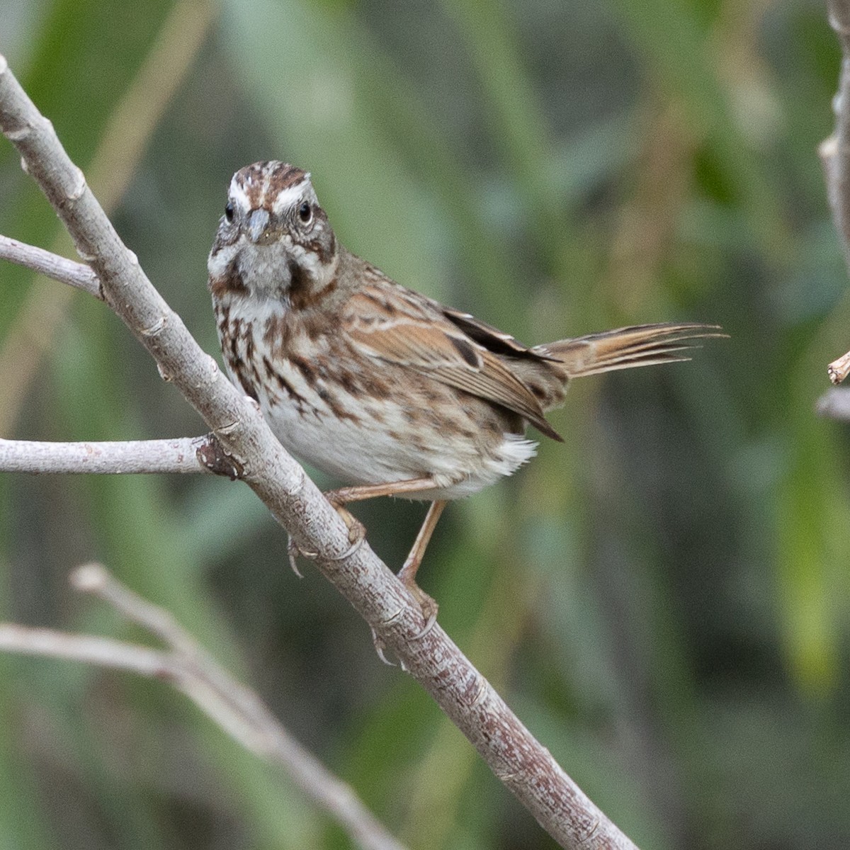 Song Sparrow - ML647159823