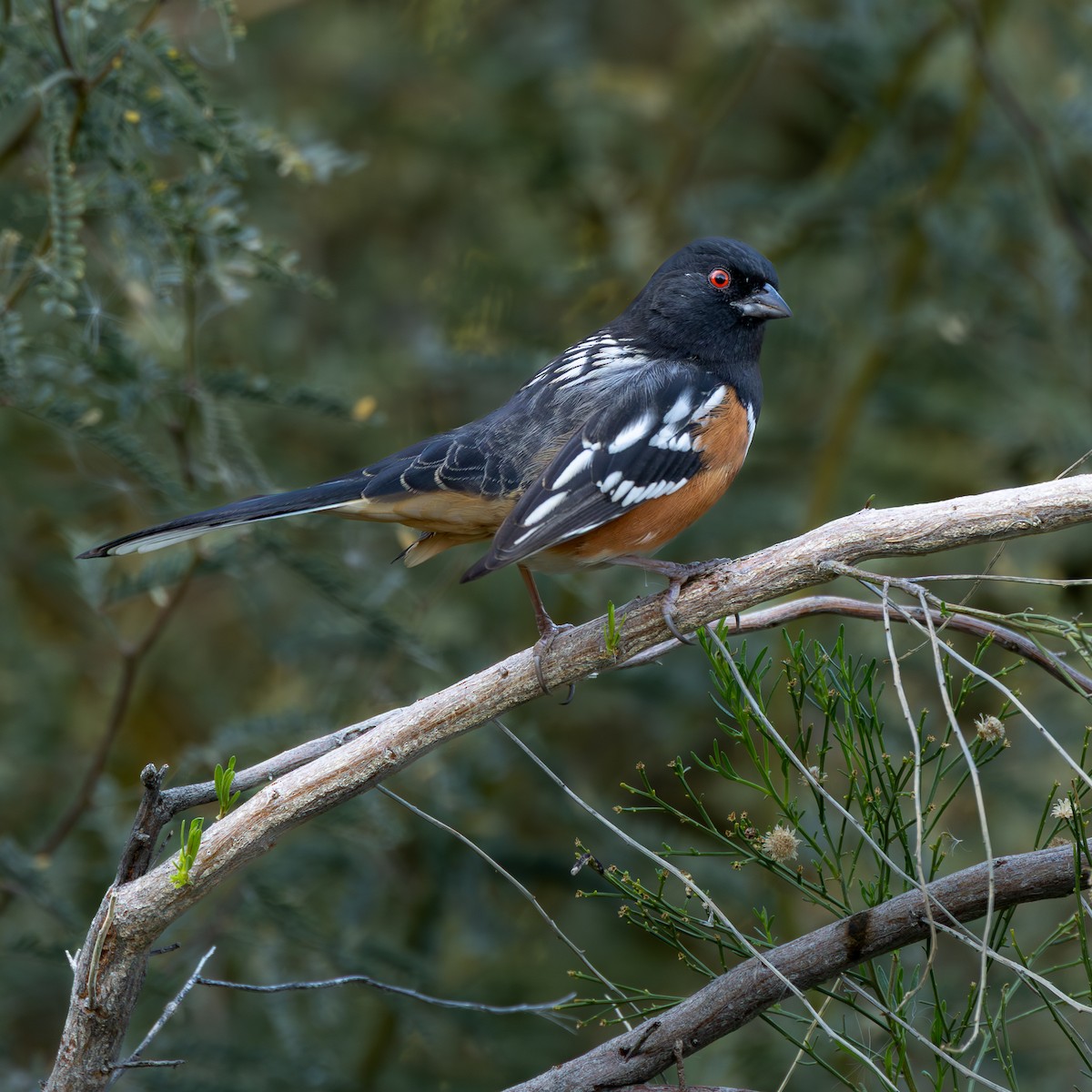 Spotted Towhee - ML647159832