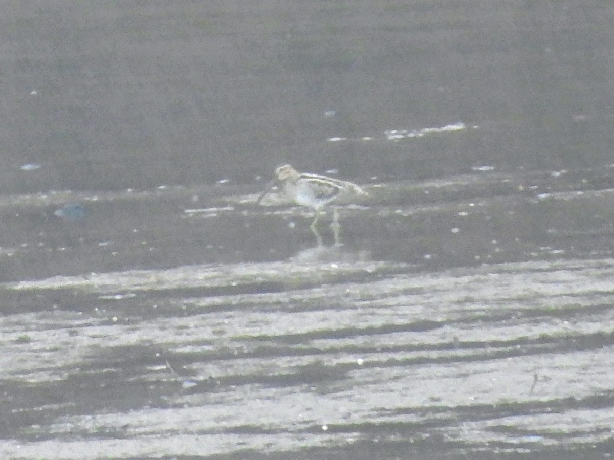 Wilson Suçulluğu - ML647159834