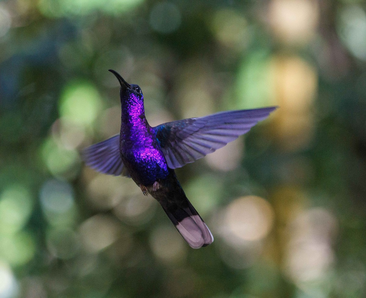 Violet Sabrewing - ML647159850