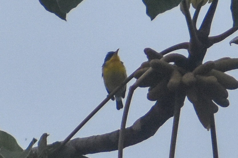 Tropical Parula - ML647159852