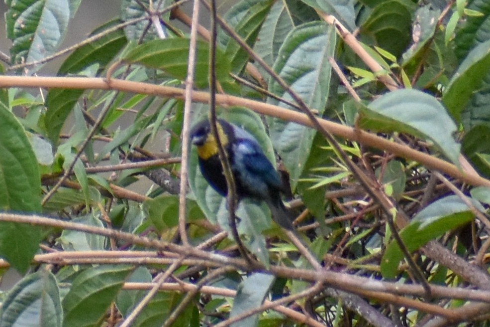 Silvery Tanager - ML647159857