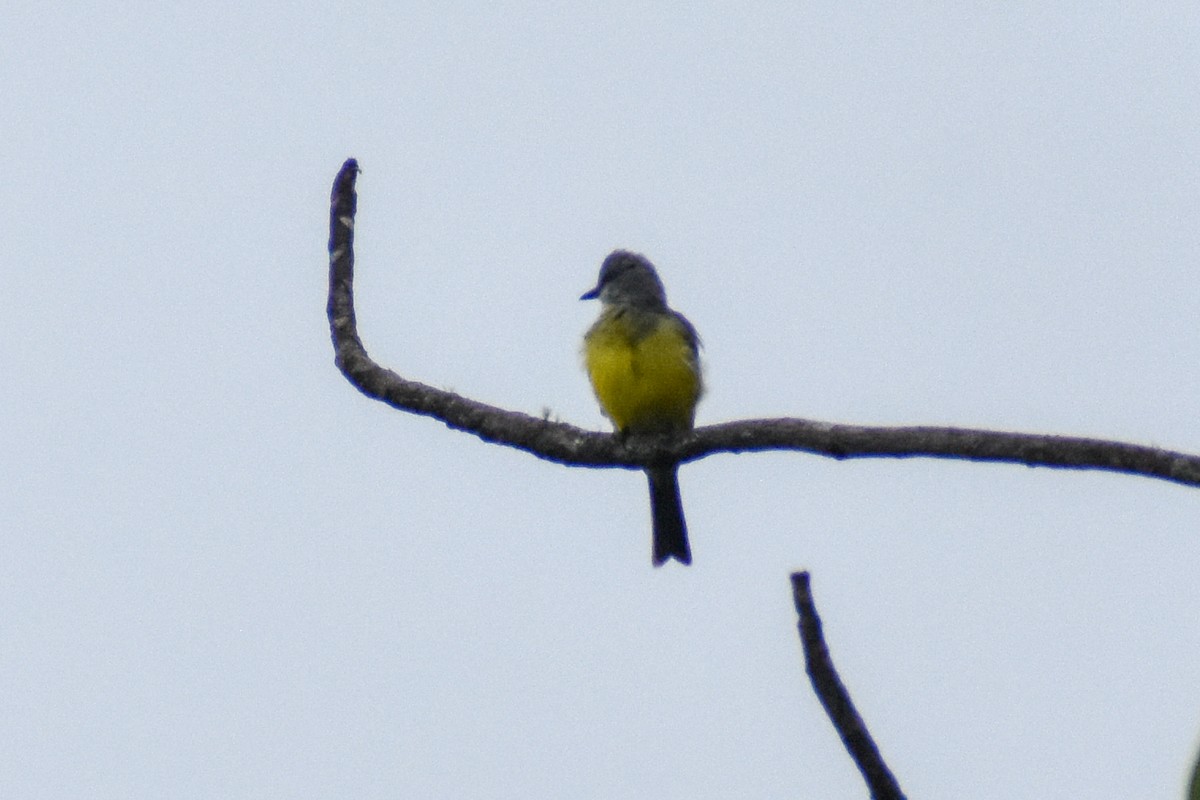Tropical Kingbird - ML647159860