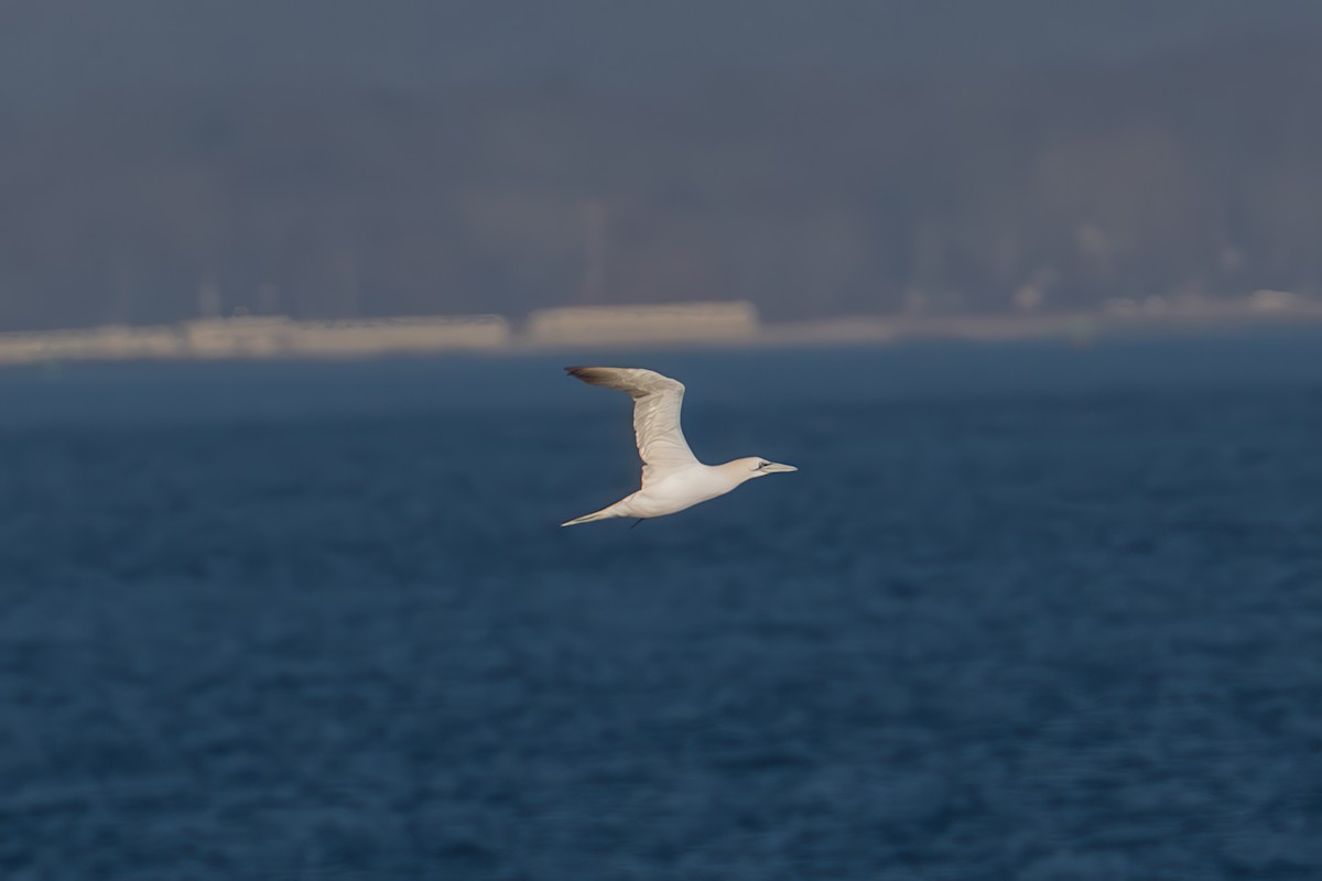 סולה מצויה - ML647159861