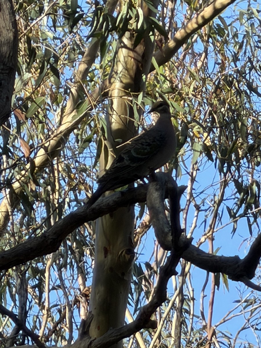 Common Bronzewing - ML647159900