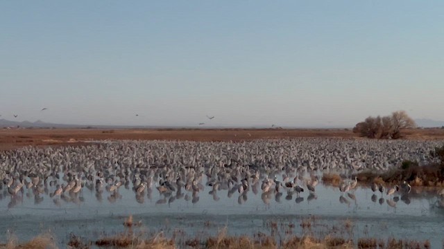 Канадский журавль - ML647159912