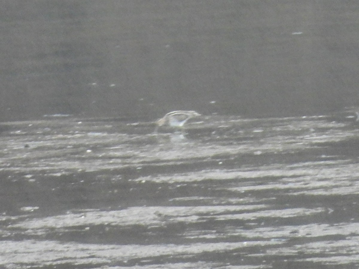 Wilson Suçulluğu - ML647159919