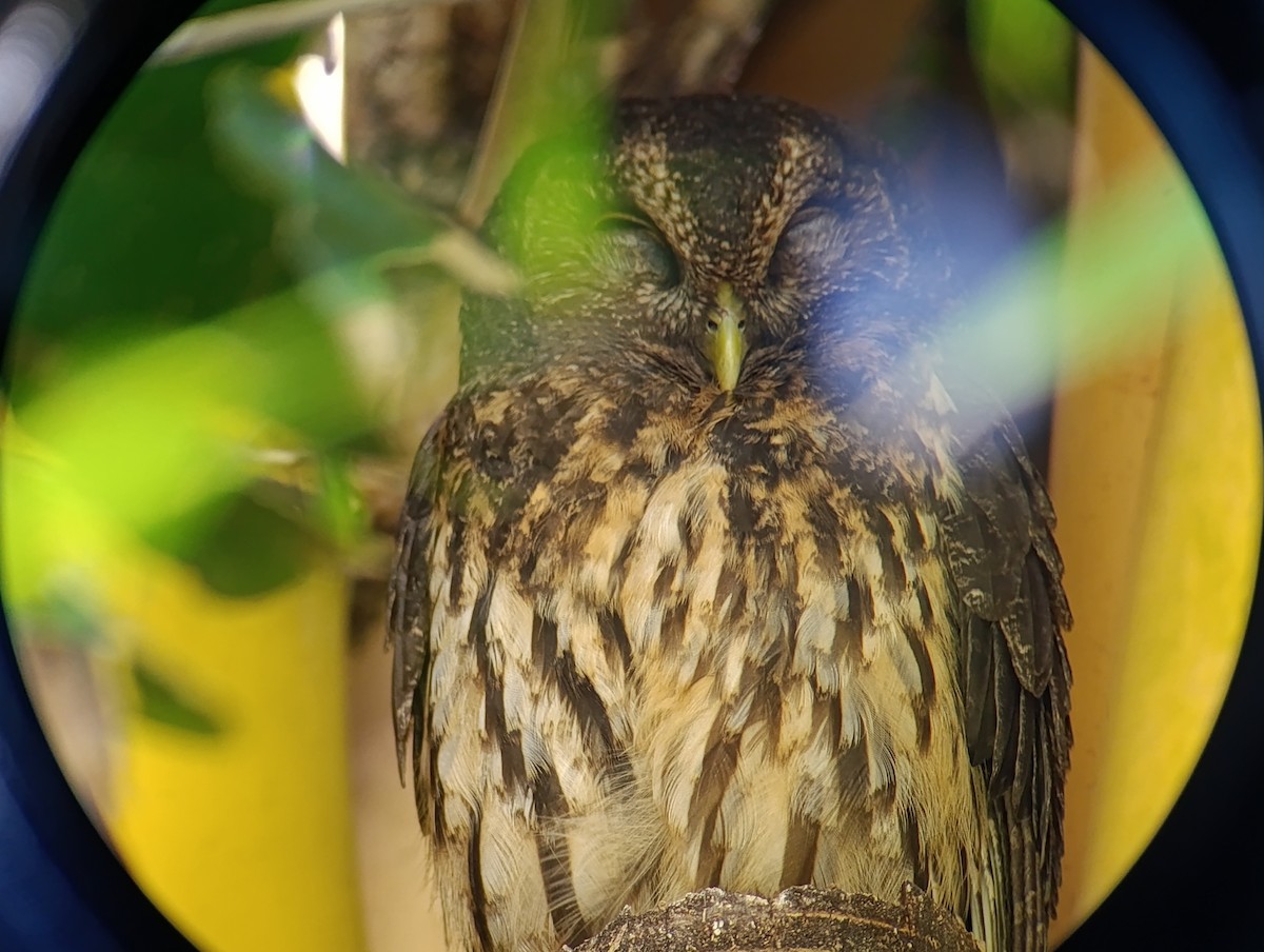 Mottled Owl - ML647159927