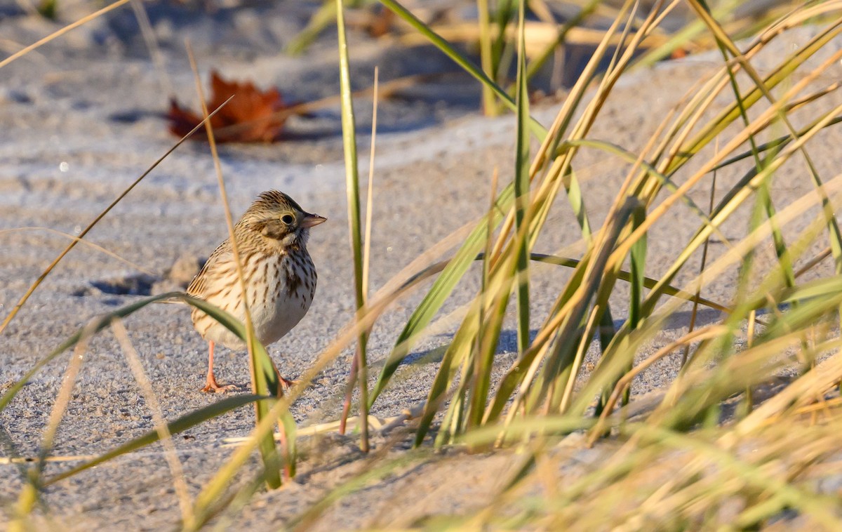 strnadec luční (ssp. princeps) - ML647159928