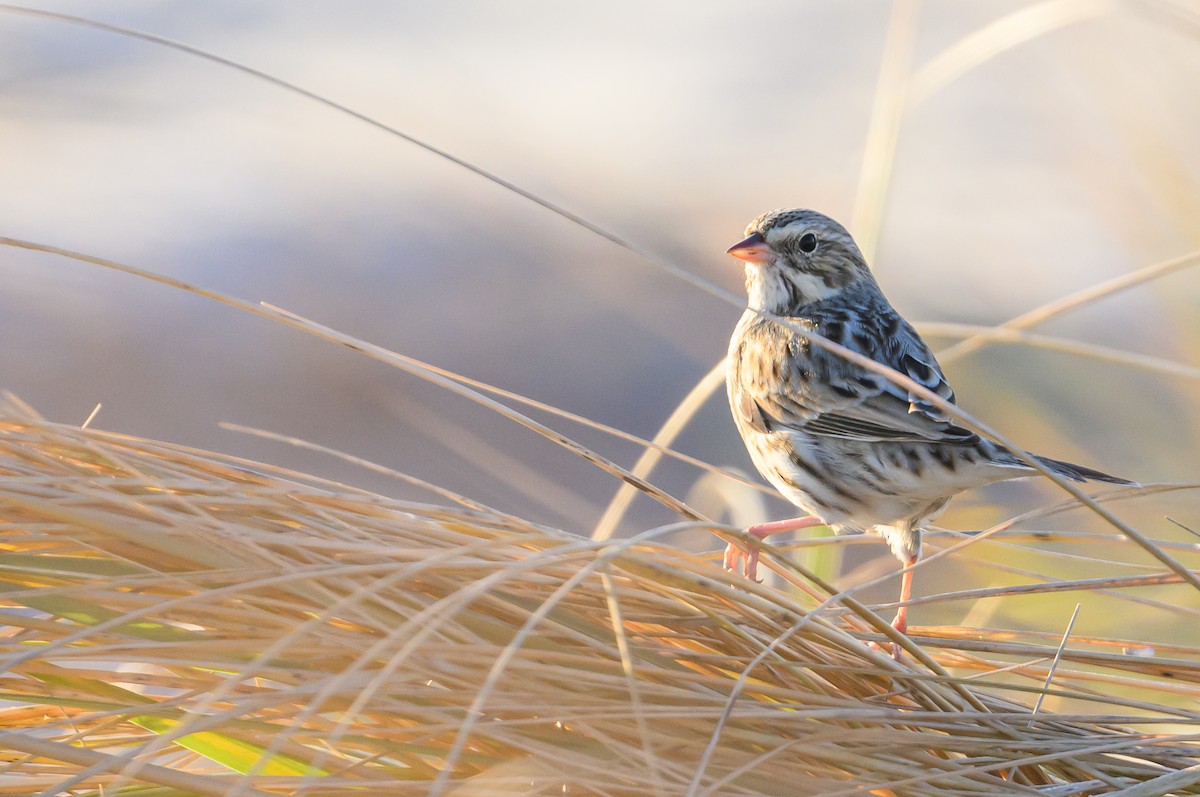 strnadec luční (ssp. princeps) - ML647159929