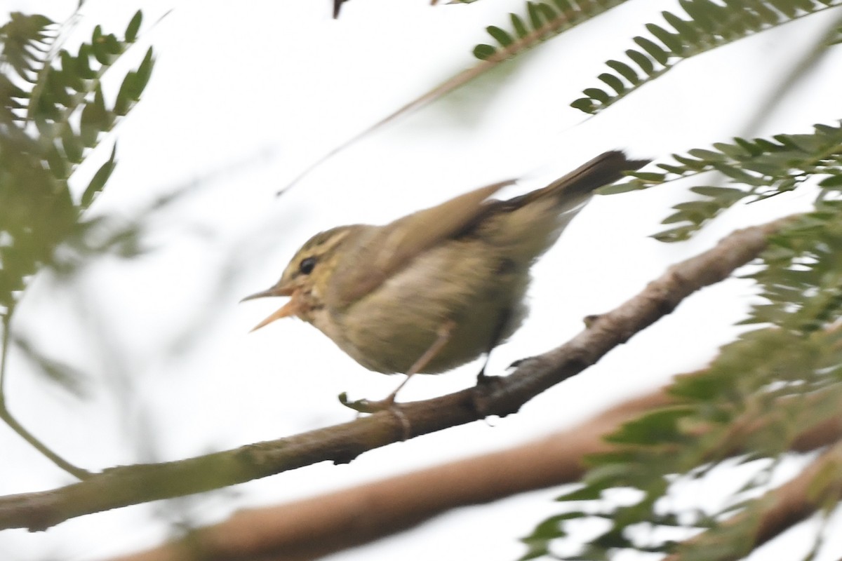 Желтобрюхая пеночка - ML647159950