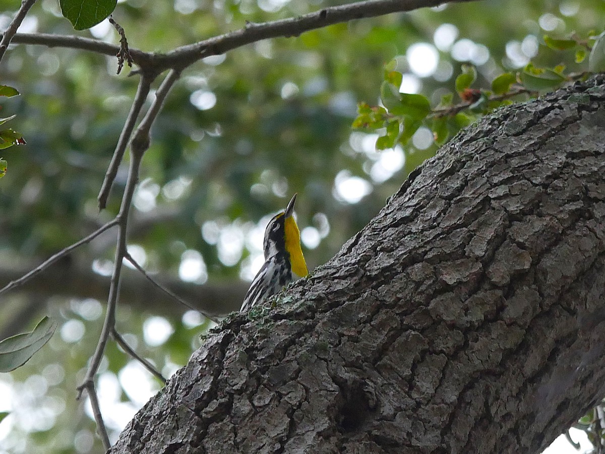 Goldkehl-Waldsänger - ML647159966