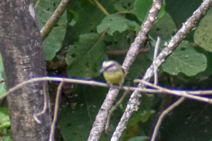 Golden-crowned Flycatcher - ML647159978
