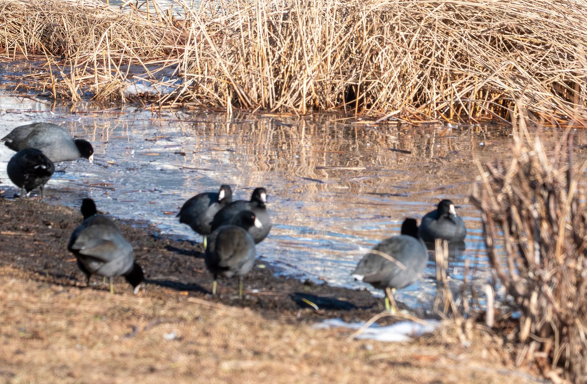 Лиска американська - ML647159979