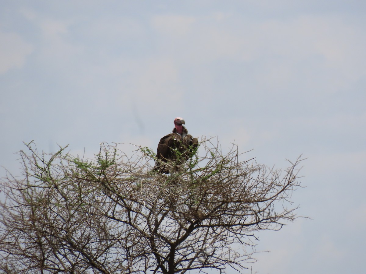 Lappet-faced Vulture - ML647160004