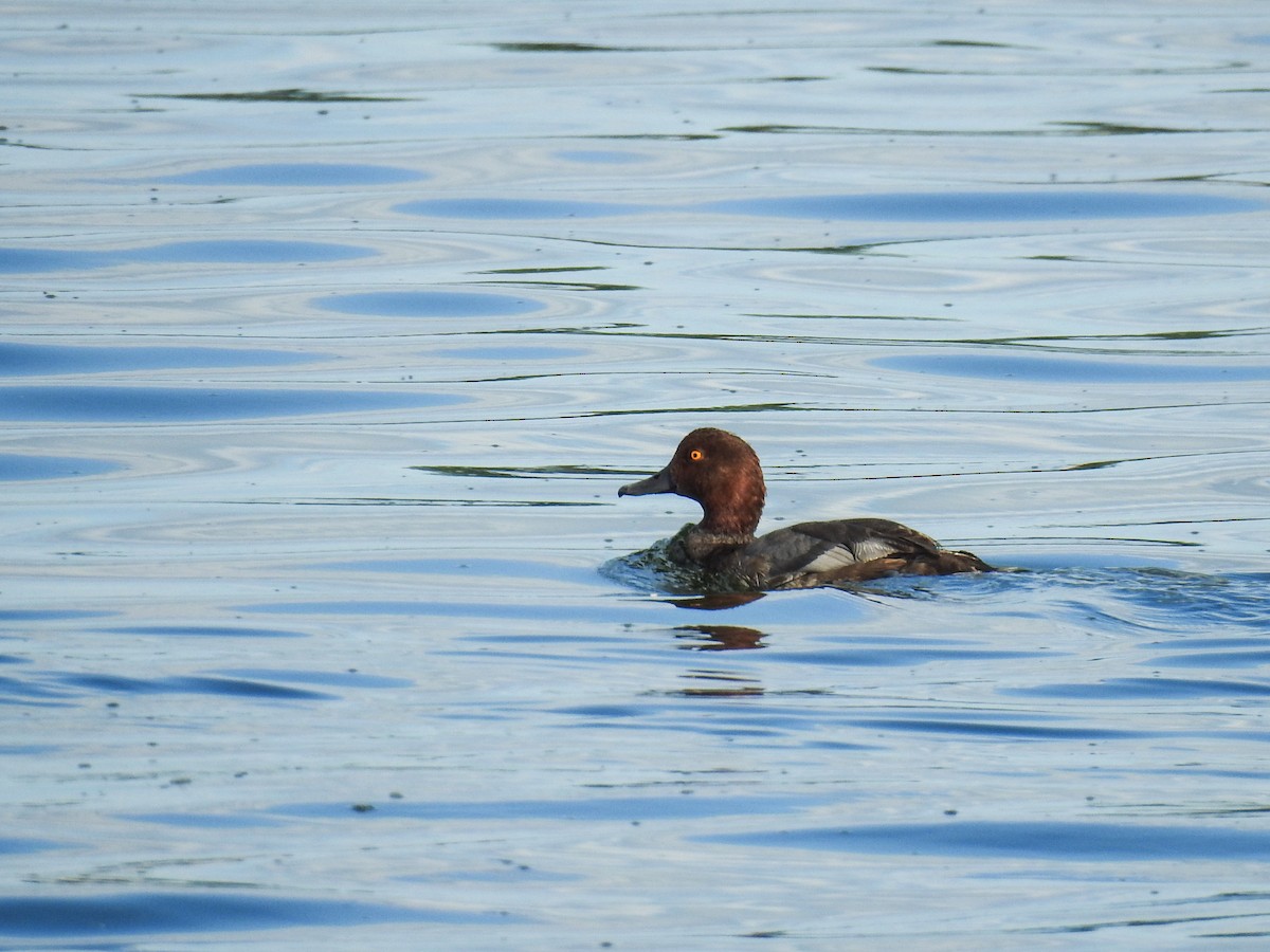 Redhead - ML64716001