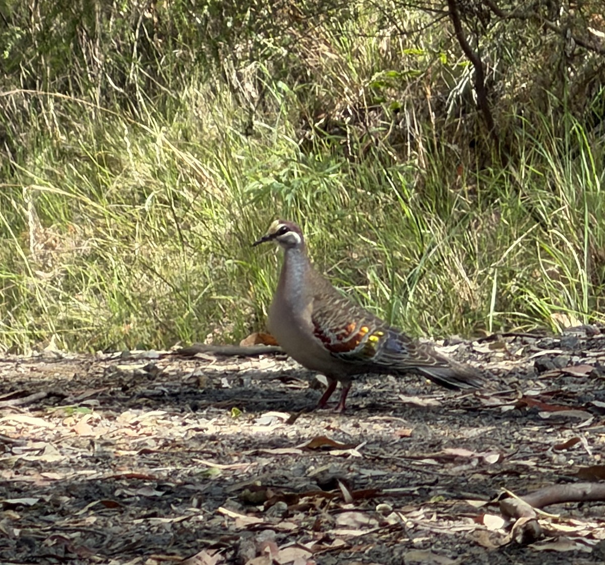 Common Bronzewing - ML647160035
