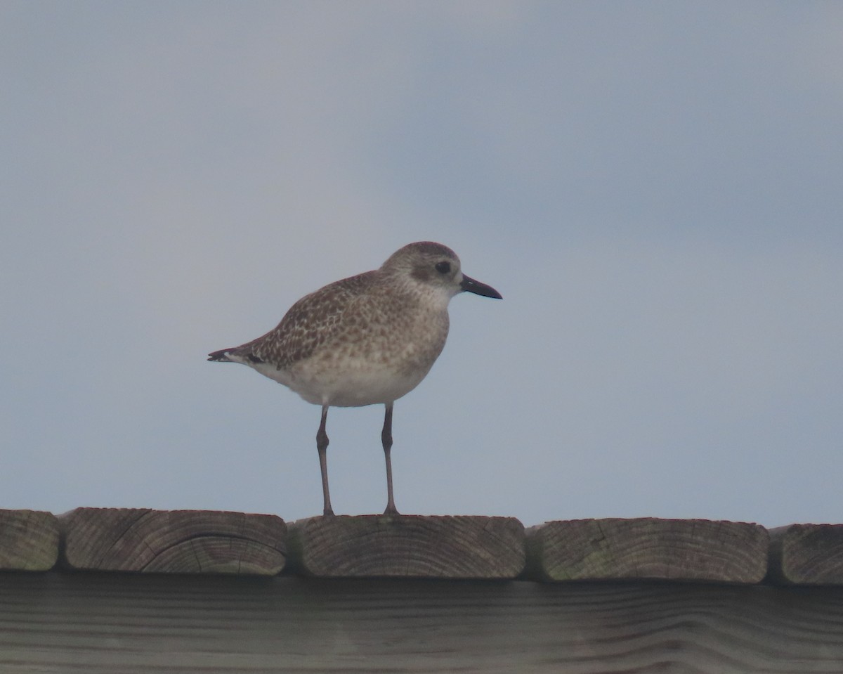 חופזי מנומר - ML647160036