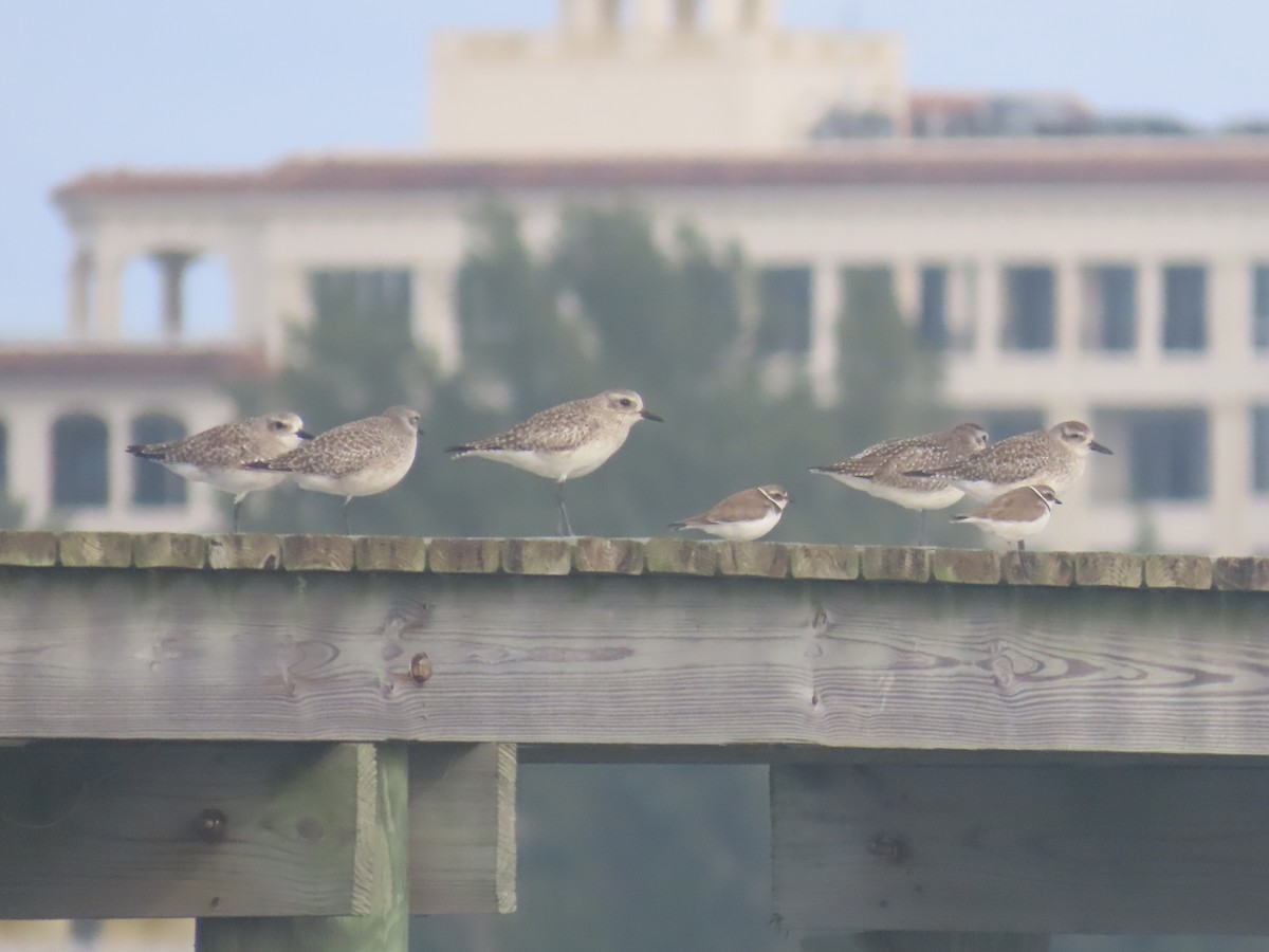 חופזי מנומר - ML647160037