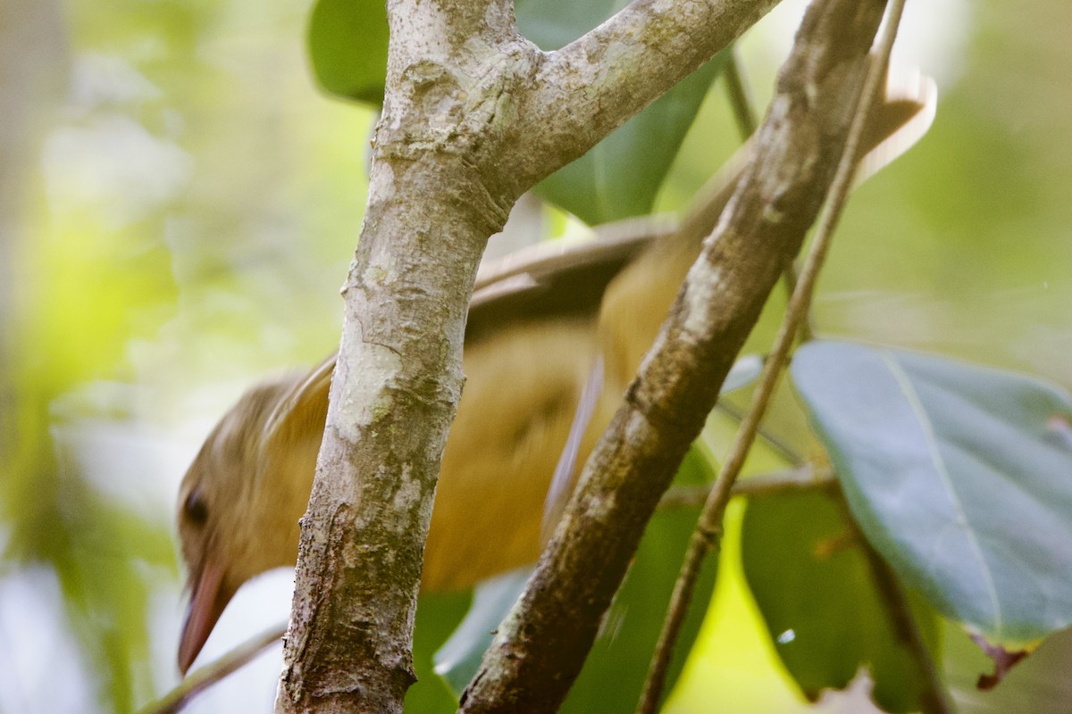 Little Shrikethrush (Rufous) - ML647160039