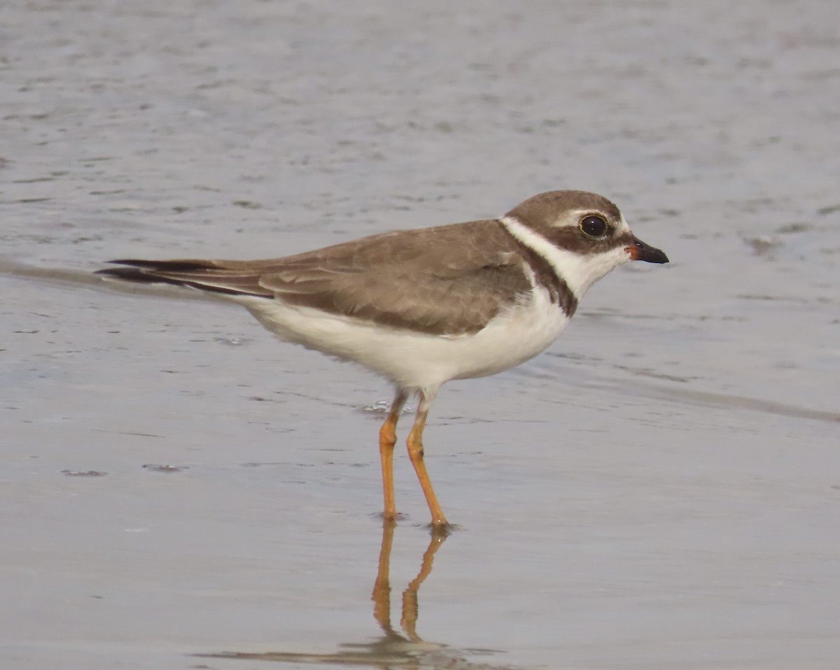 Semipalmated Plover - ML647160047
