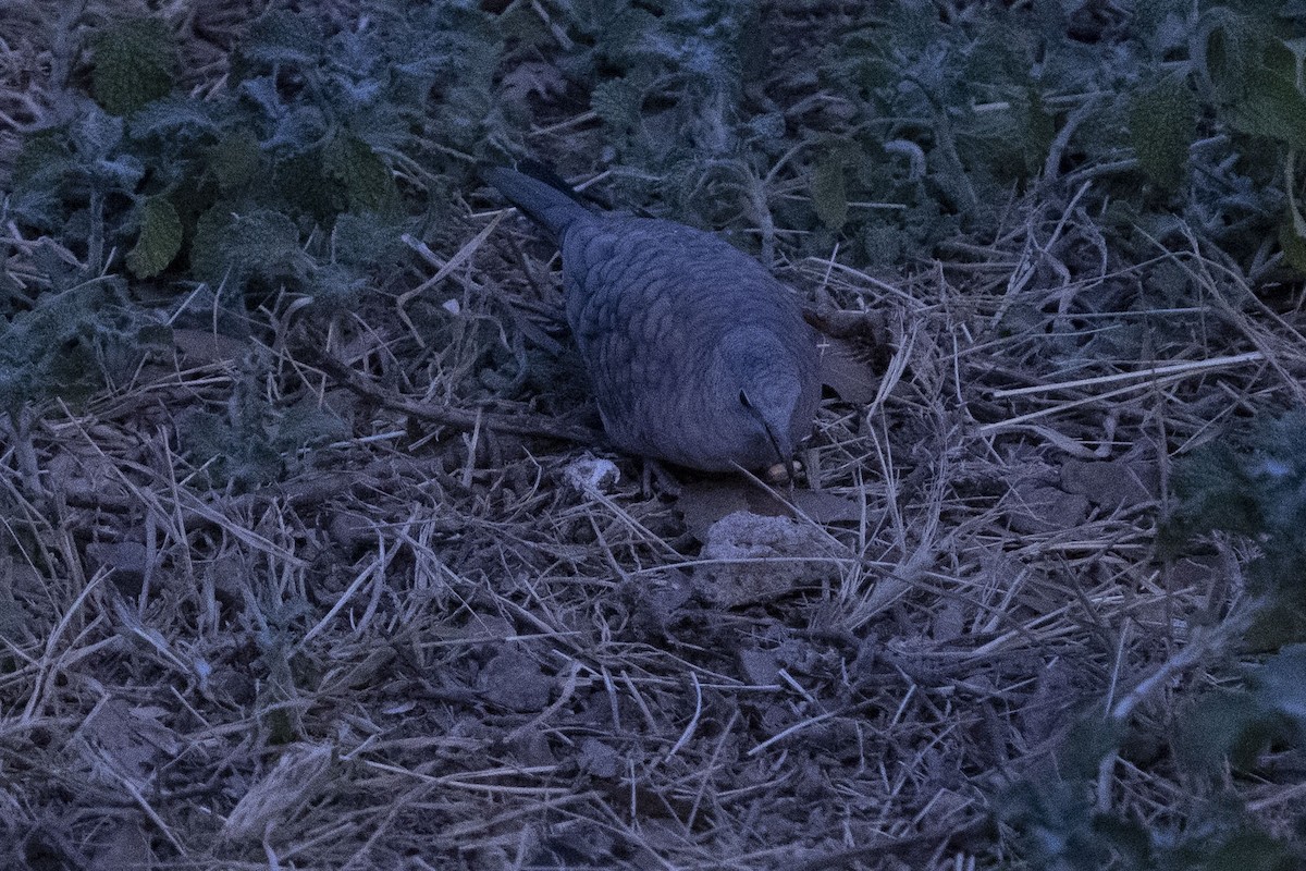 holoubek mexický - ML647160048