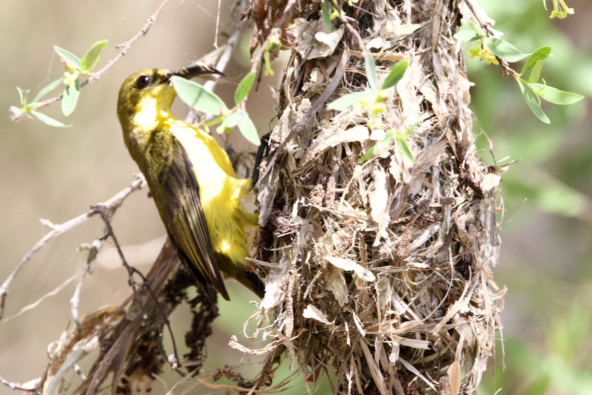 Sahul Sunbird - ML647160049