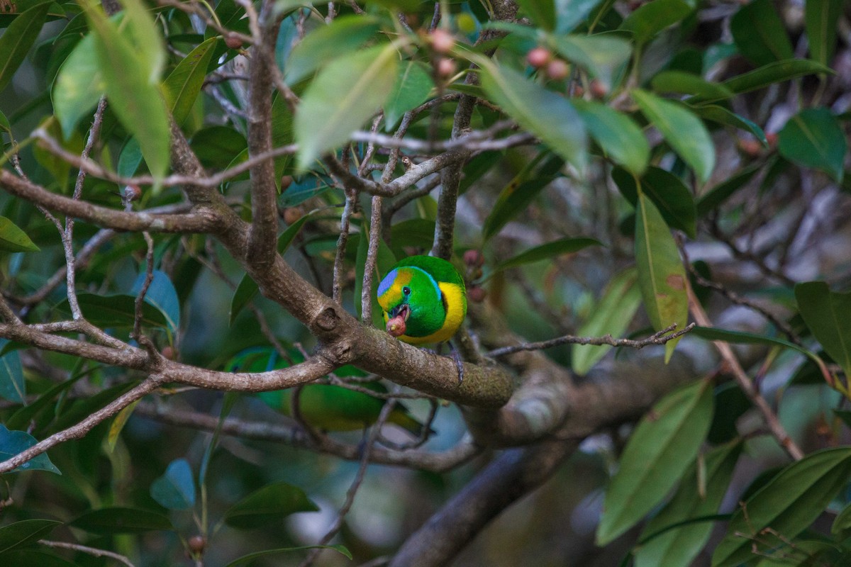 Golden-browed Chlorophonia - ML647160053