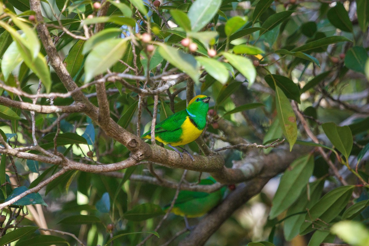 Golden-browed Chlorophonia - ML647160054