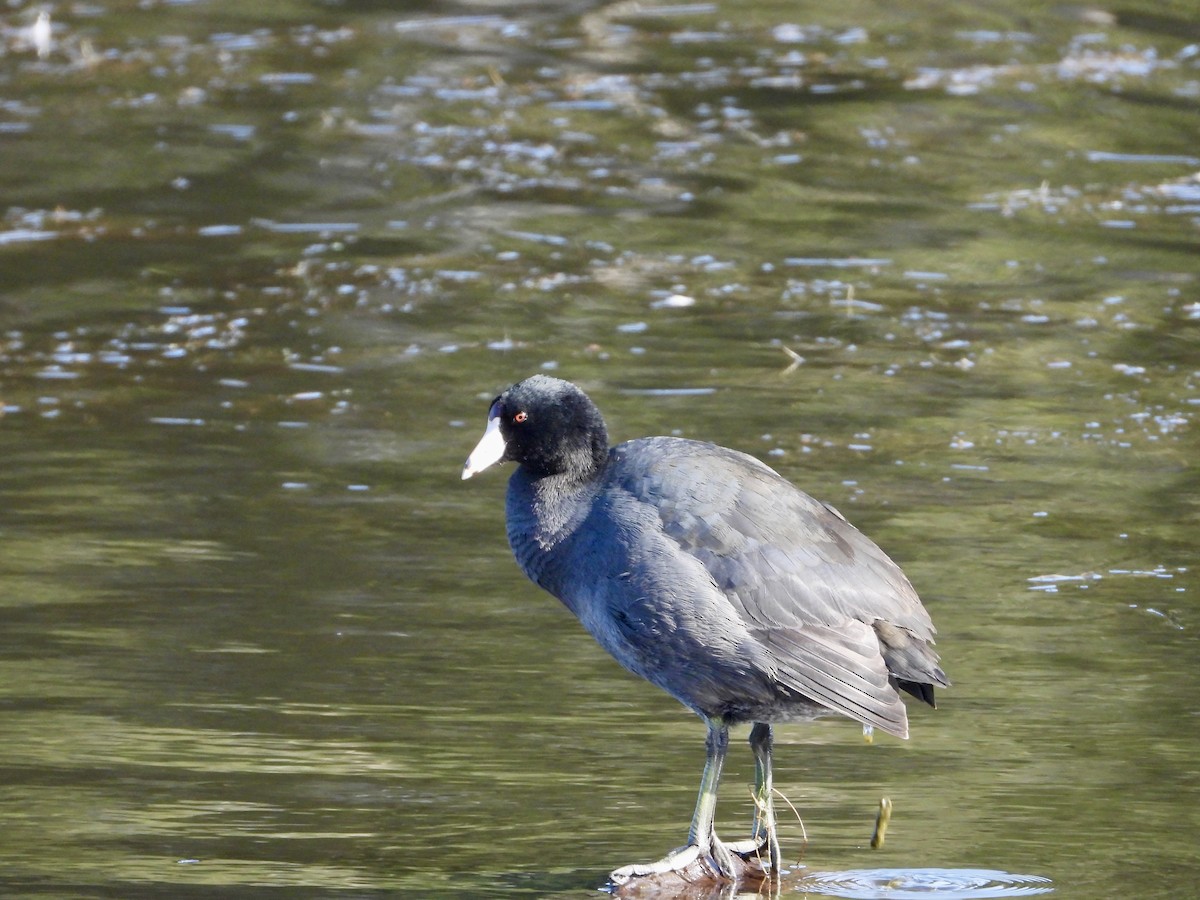 Лиска американська - ML647160066