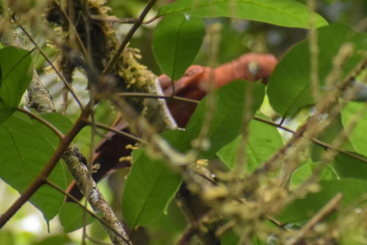 skalňák andský - ML647160072