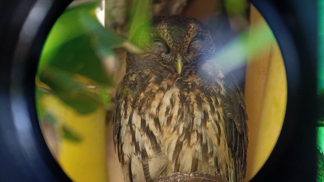 Крапчатая неясыть - ML647160087