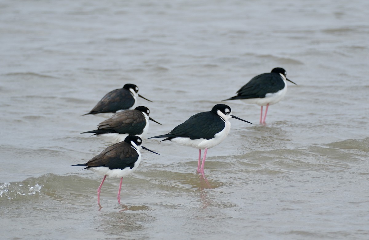 Black-necked Stilt - ML647160098